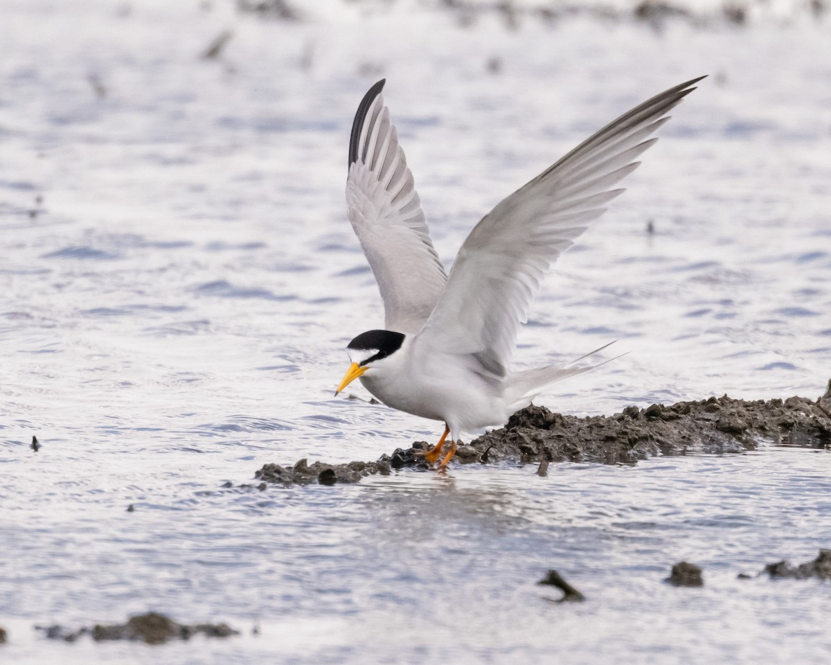 Least Tern - ML619752957