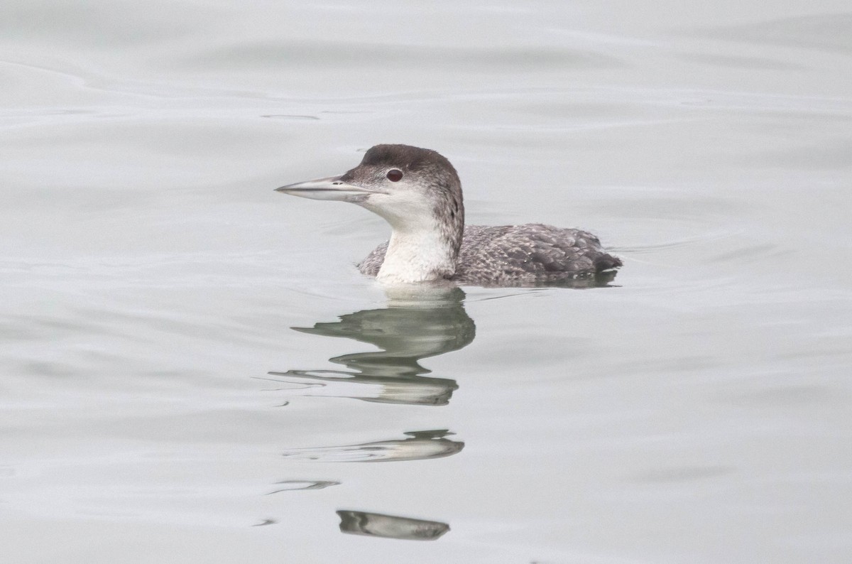 Common Loon - ML619752963