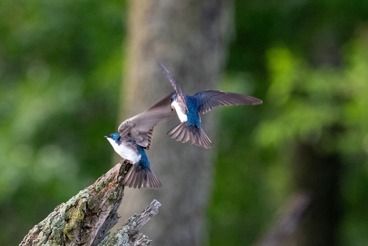 Tree Swallow - ML619752969