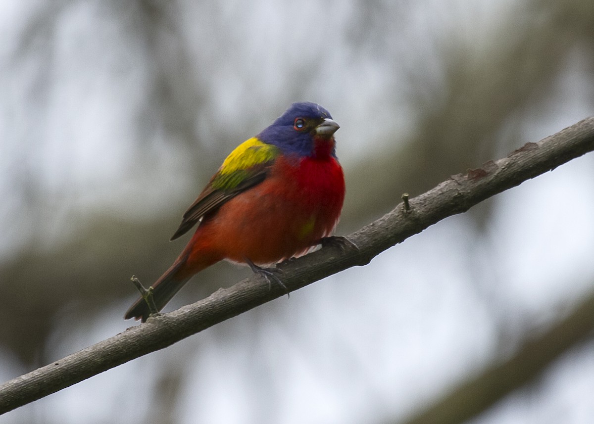 Painted Bunting - ML619752992