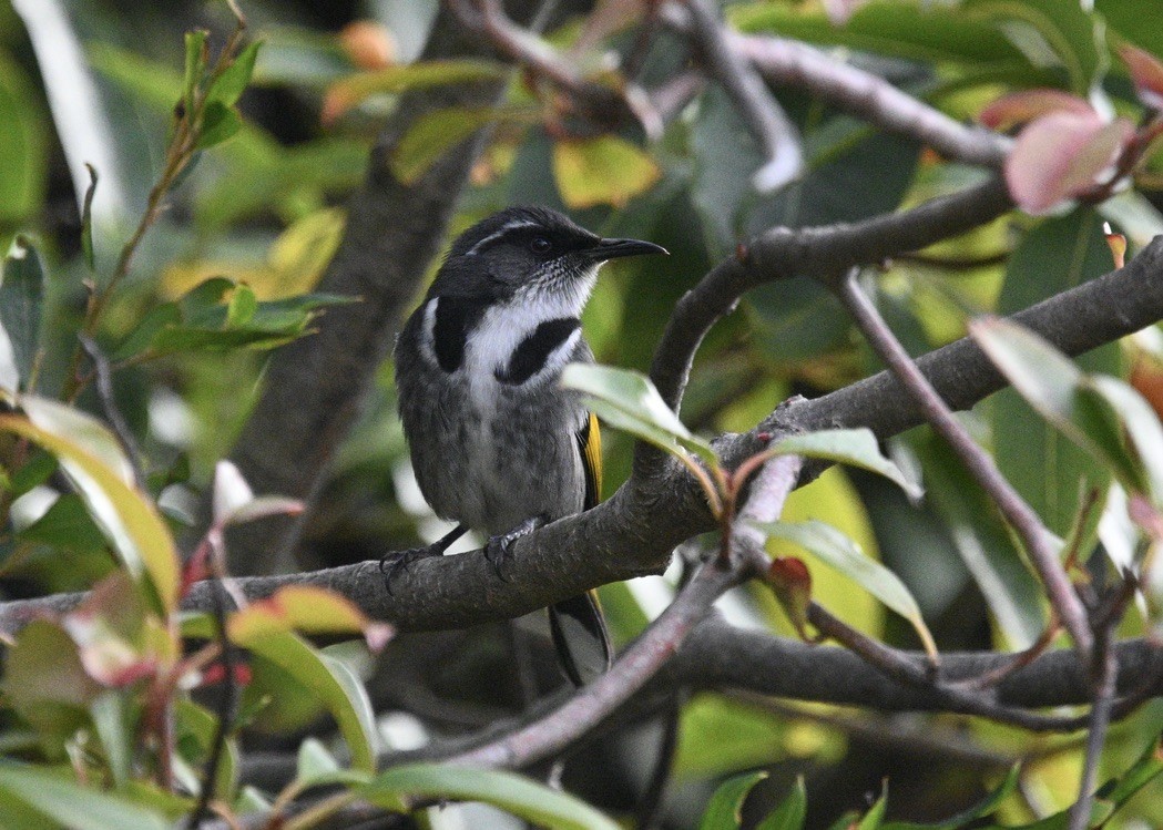 Crescent Honeyeater - Snotty Foster