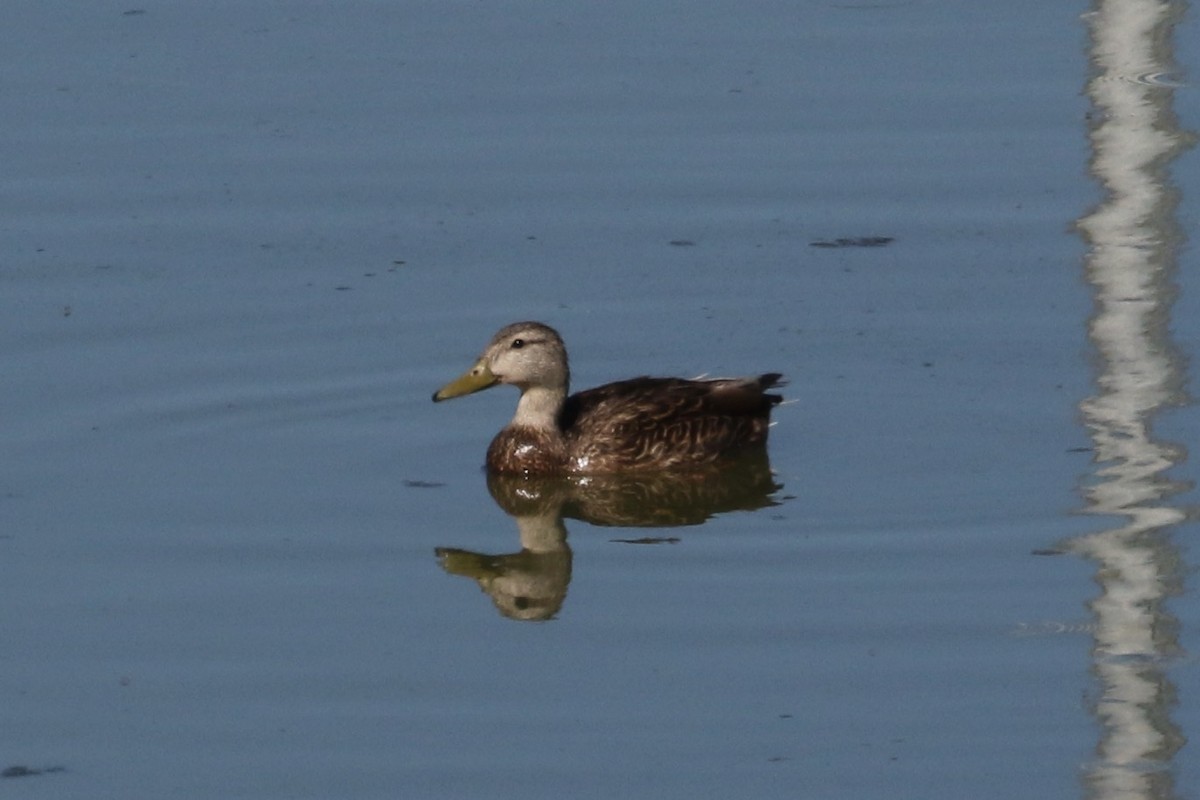 Hybride Canard colvert x C. du Mexique - ML619753022