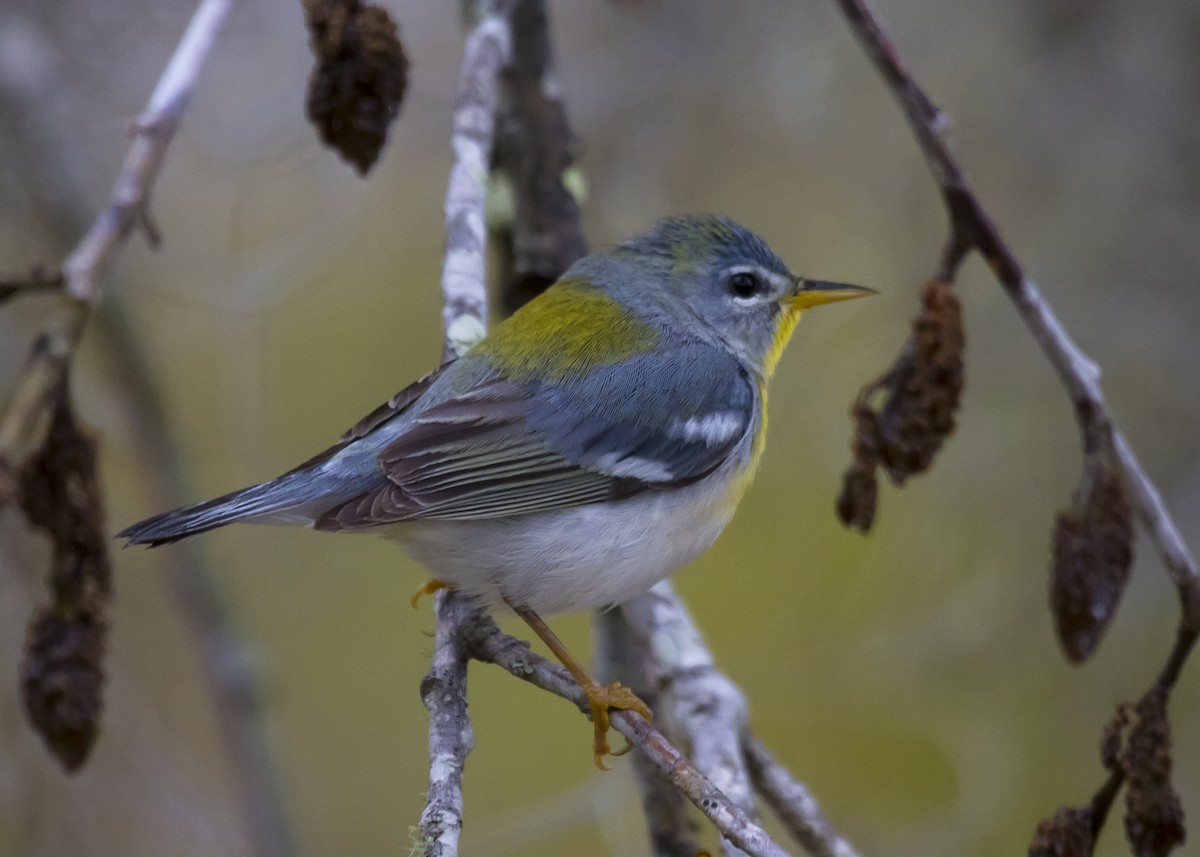 Northern Parula - ML619753036