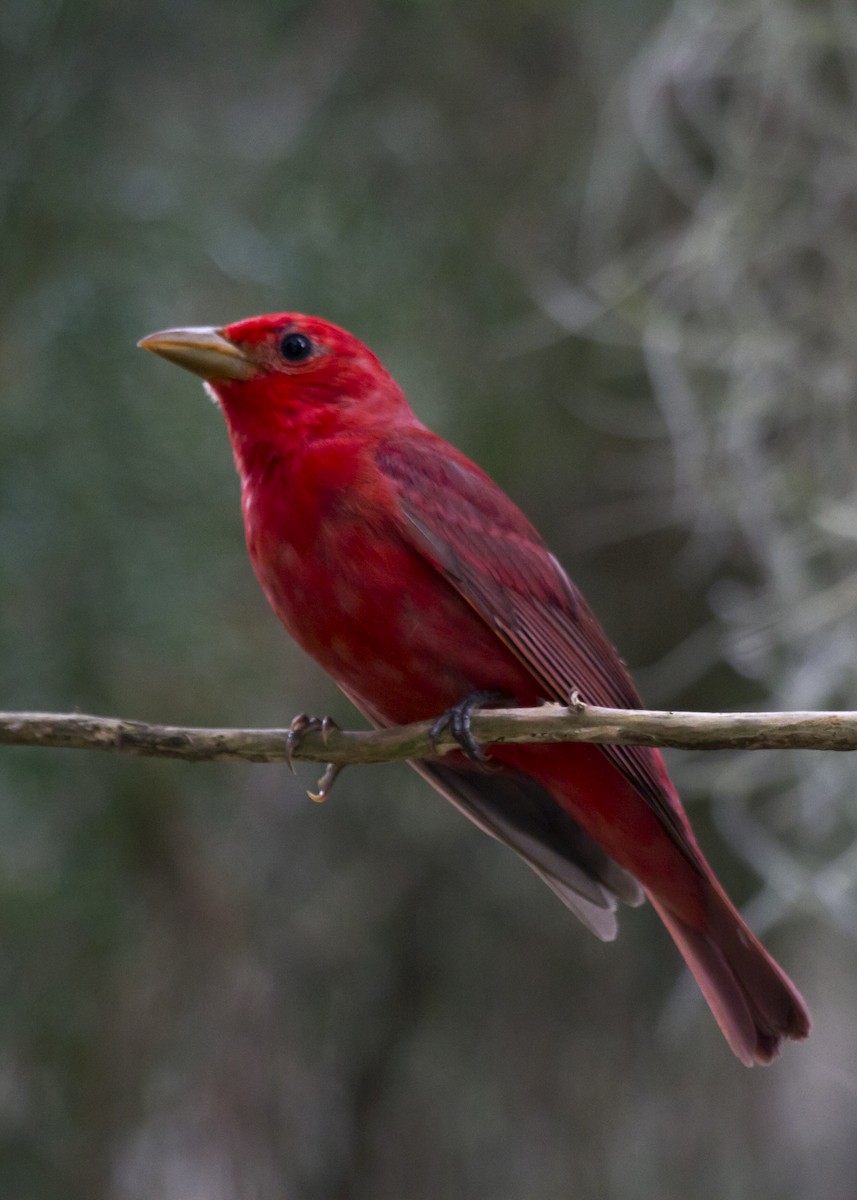 Piranga Roja - ML619753041