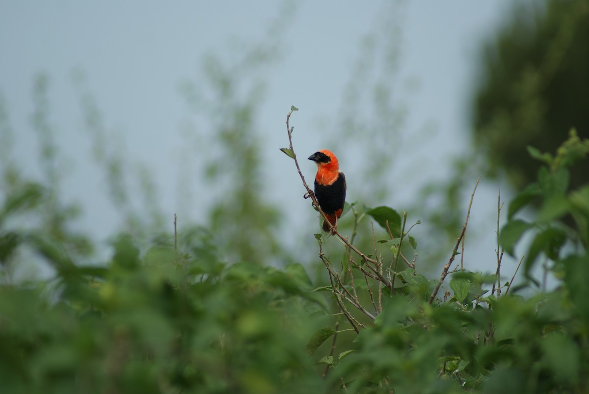 Southern Red Bishop - ML619753042