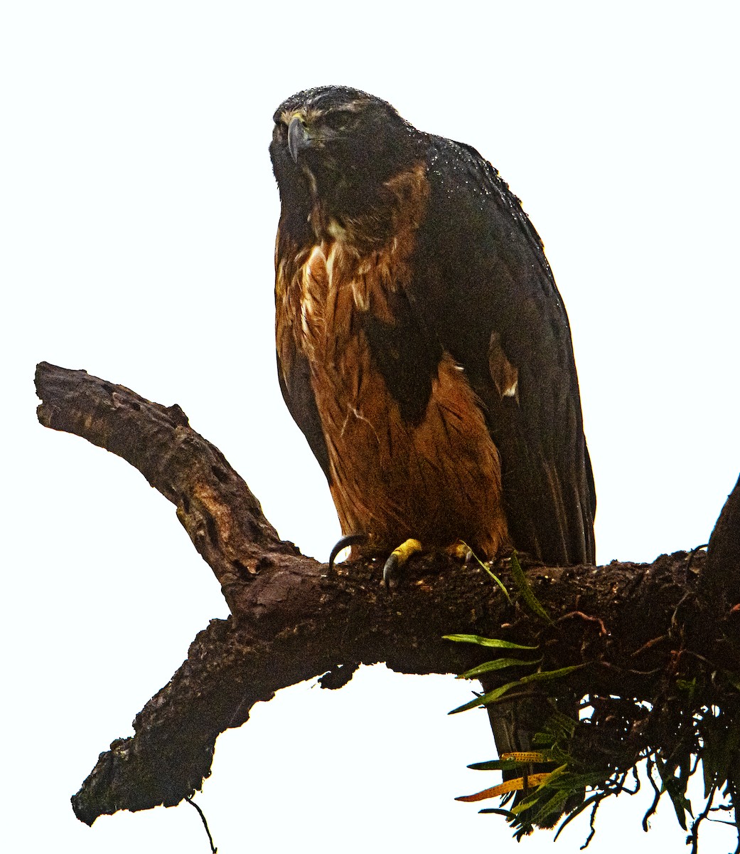 Black-and-chestnut Eagle - ML619753043