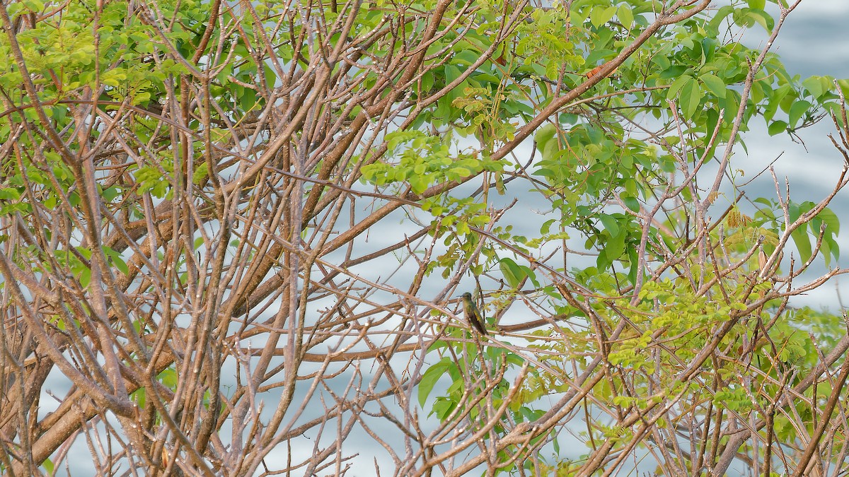 Scaly-breasted Hummingbird - ML619753062