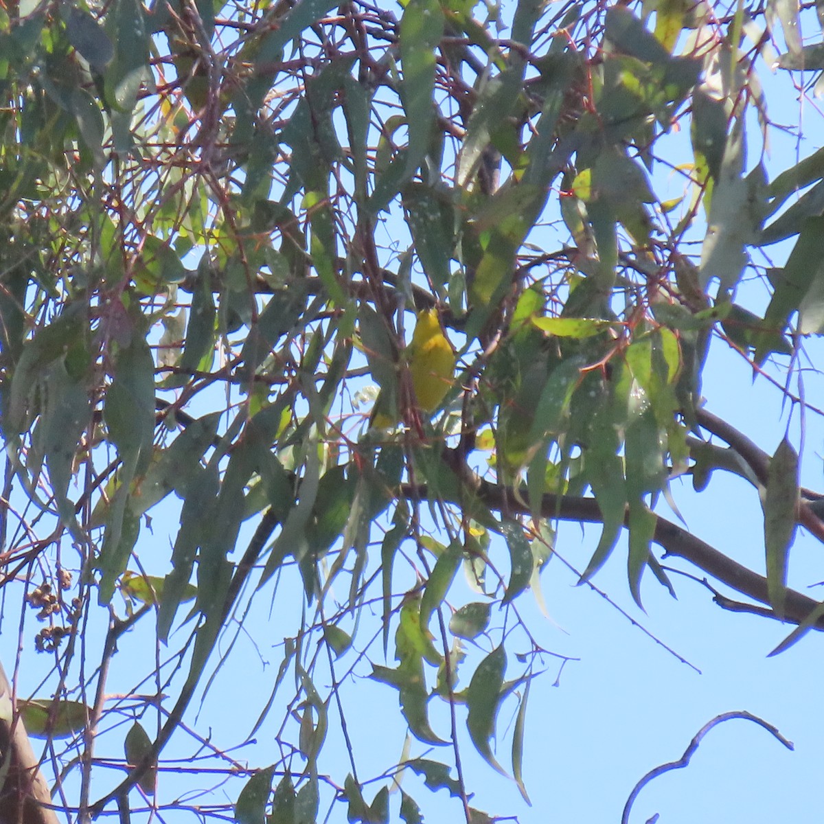 Yellow Warbler - ML619753065