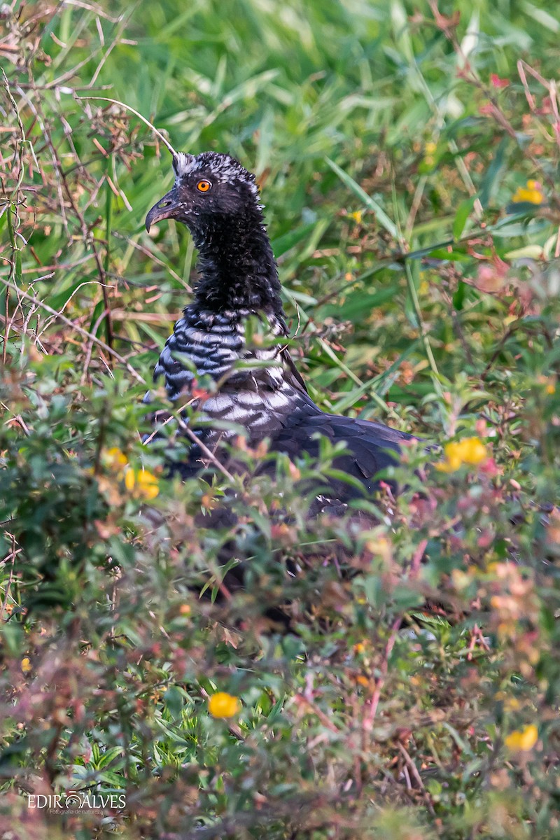 Horned Screamer - ML619753079