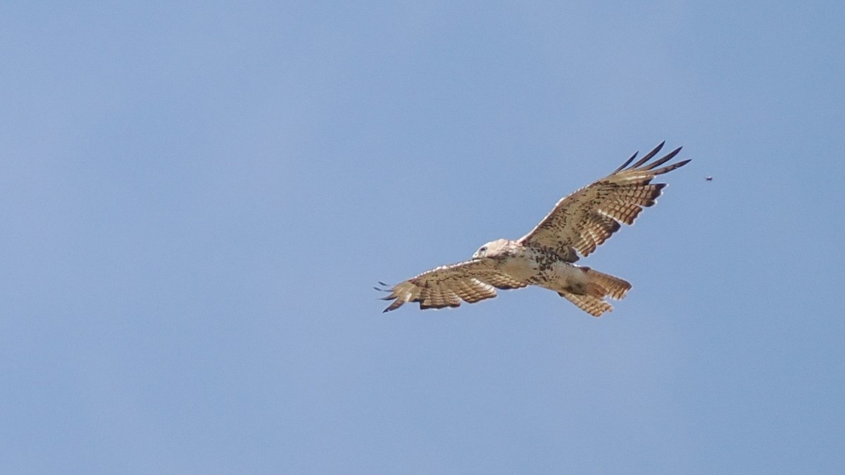 Red-tailed Hawk - ML619753080