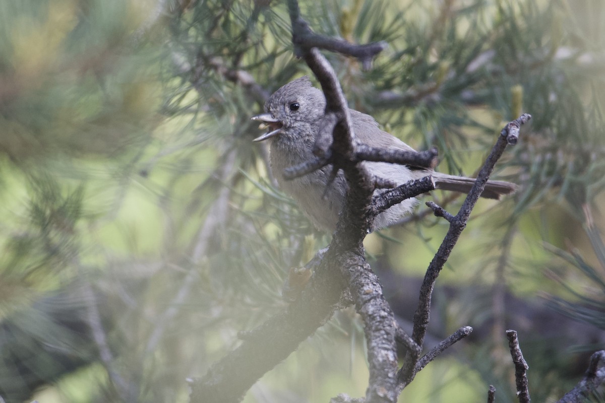 Juniper Titmouse - ML619753089