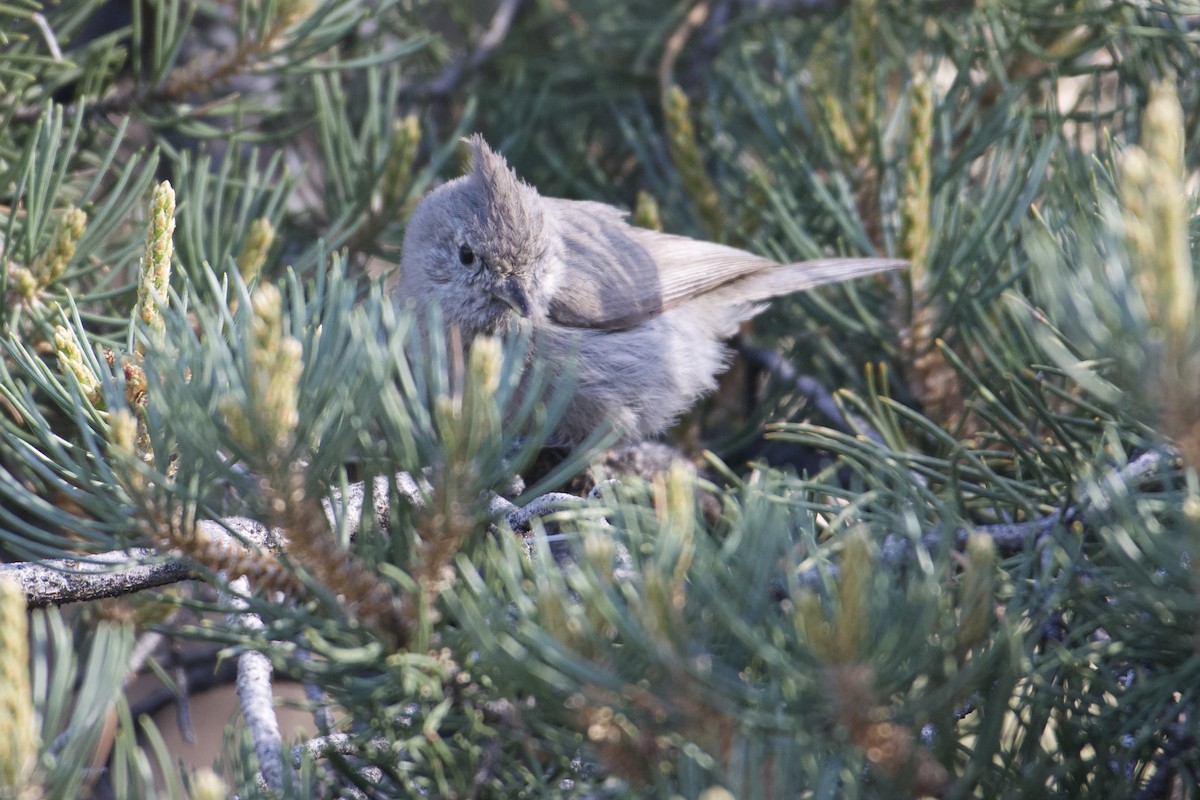 Juniper Titmouse - ML619753090