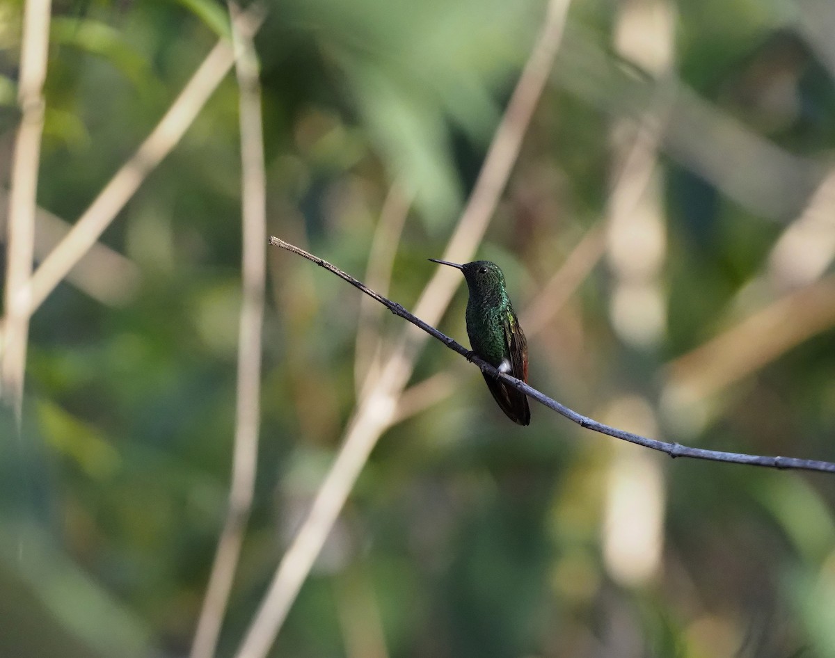 Copper-tailed Hummingbird - ML619753118