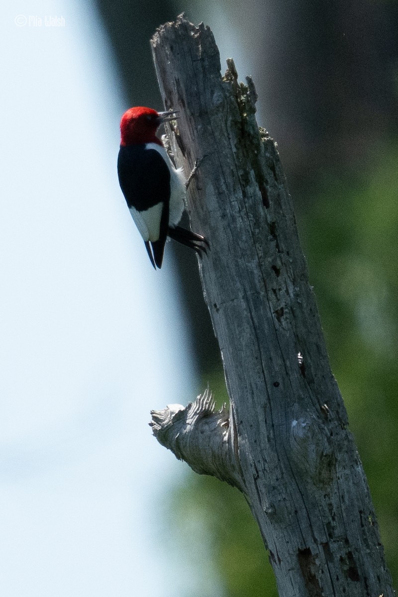 Red-headed Woodpecker - ML619753200