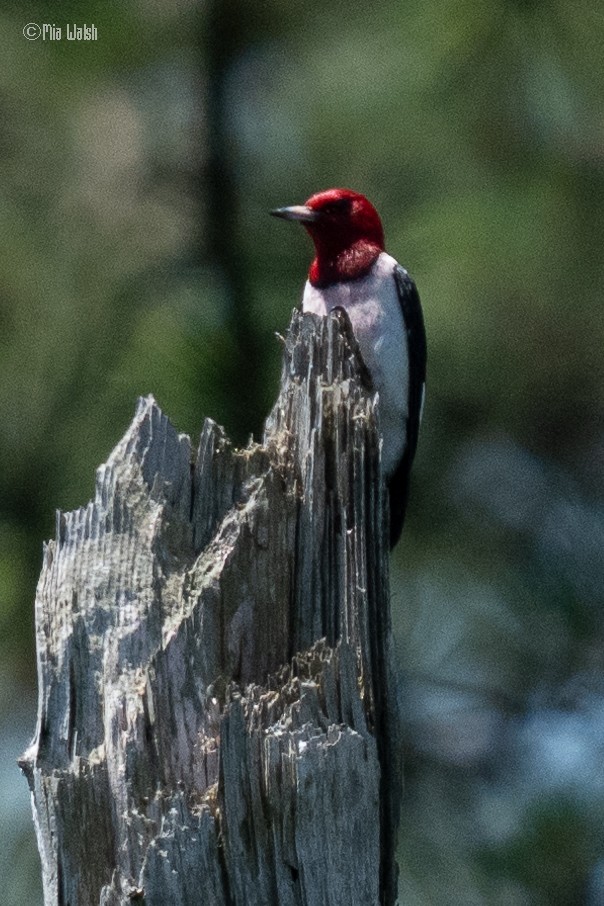 Red-headed Woodpecker - ML619753201