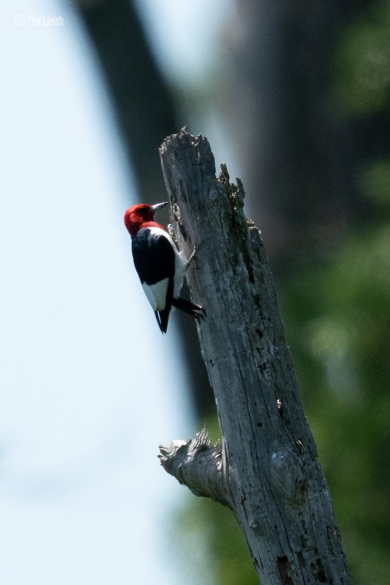 Red-headed Woodpecker - ML619753202