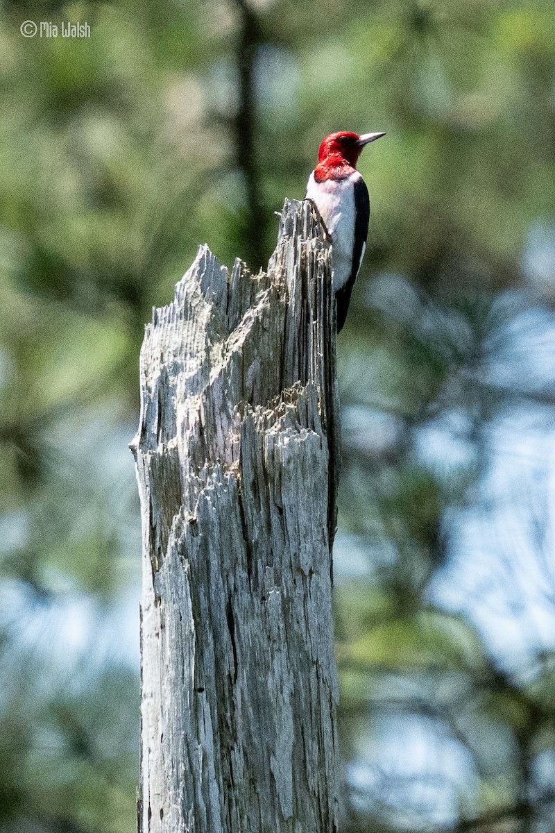 Red-headed Woodpecker - ML619753203