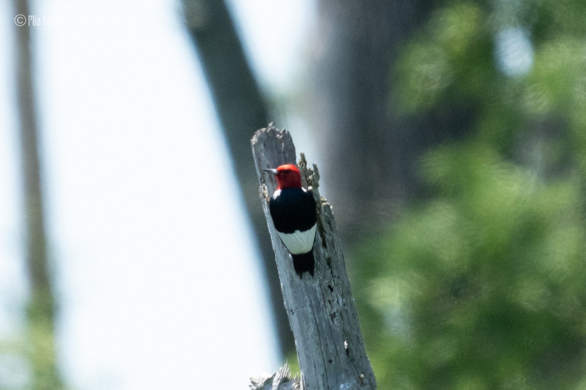 Red-headed Woodpecker - ML619753204