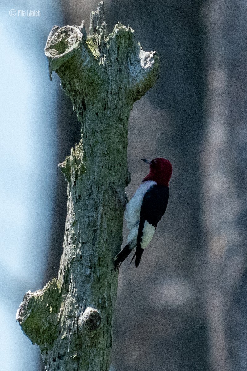 Red-headed Woodpecker - ML619753205