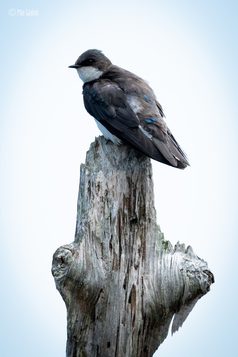 Tree Swallow - ML619753212