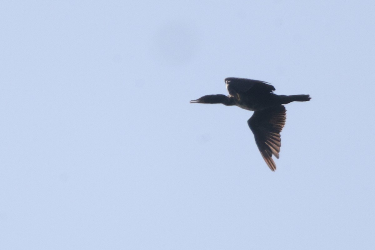 Double-crested Cormorant - ML619753213