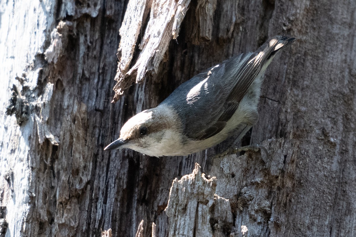 Brown-headed Nuthatch - ML619753221