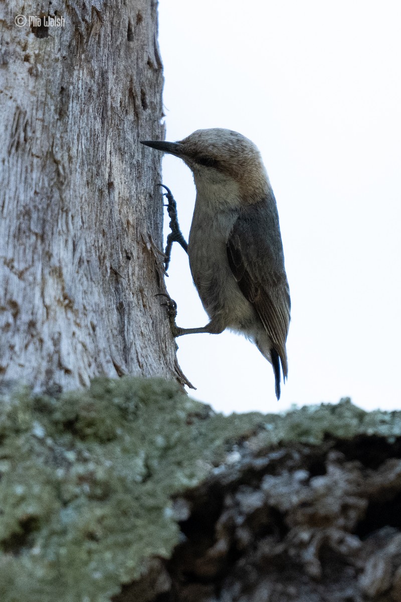 Brown-headed Nuthatch - ML619753223