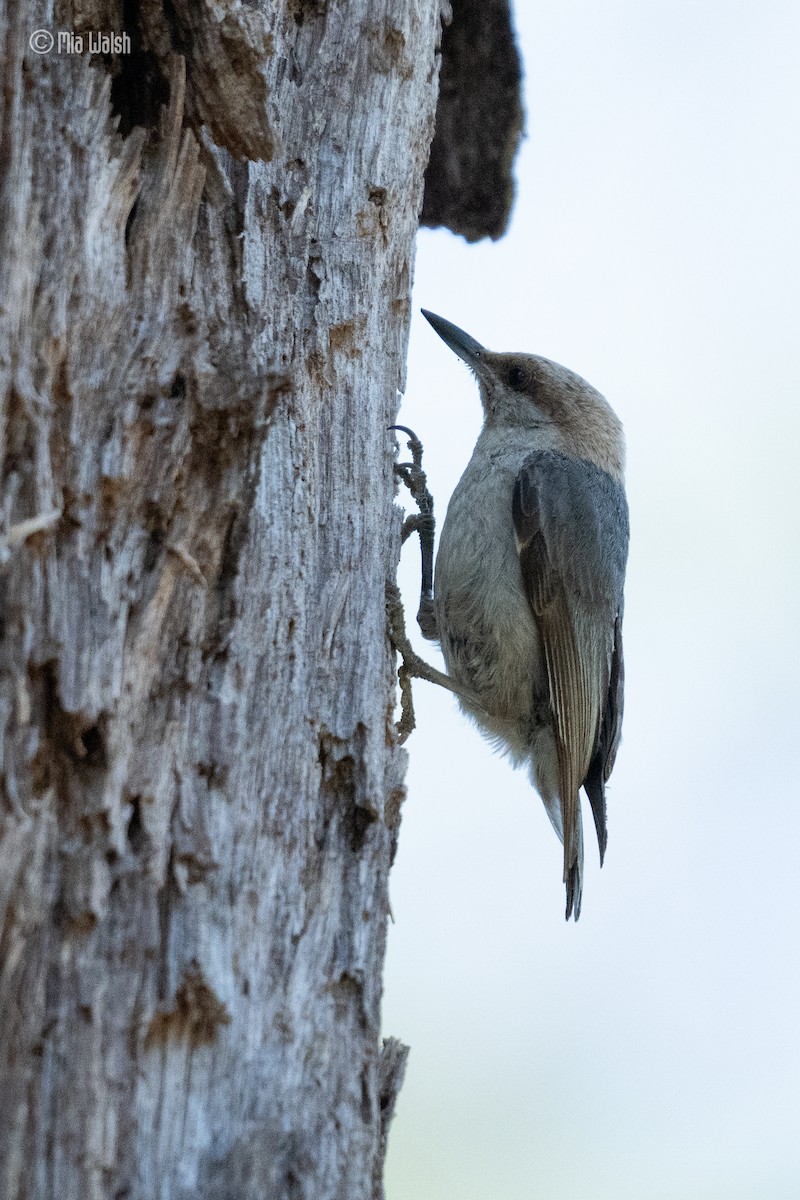 Brown-headed Nuthatch - ML619753224