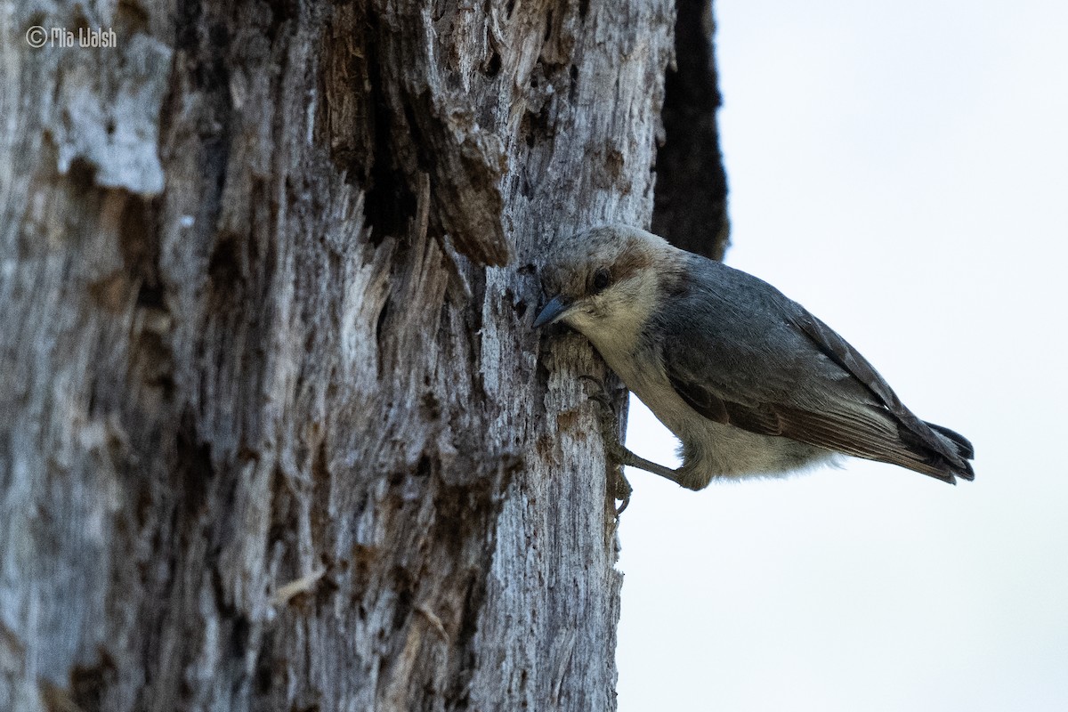 Brown-headed Nuthatch - ML619753226