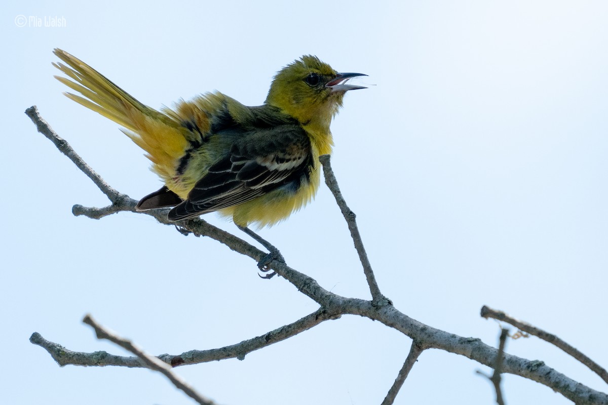 Orchard Oriole - ML619753234