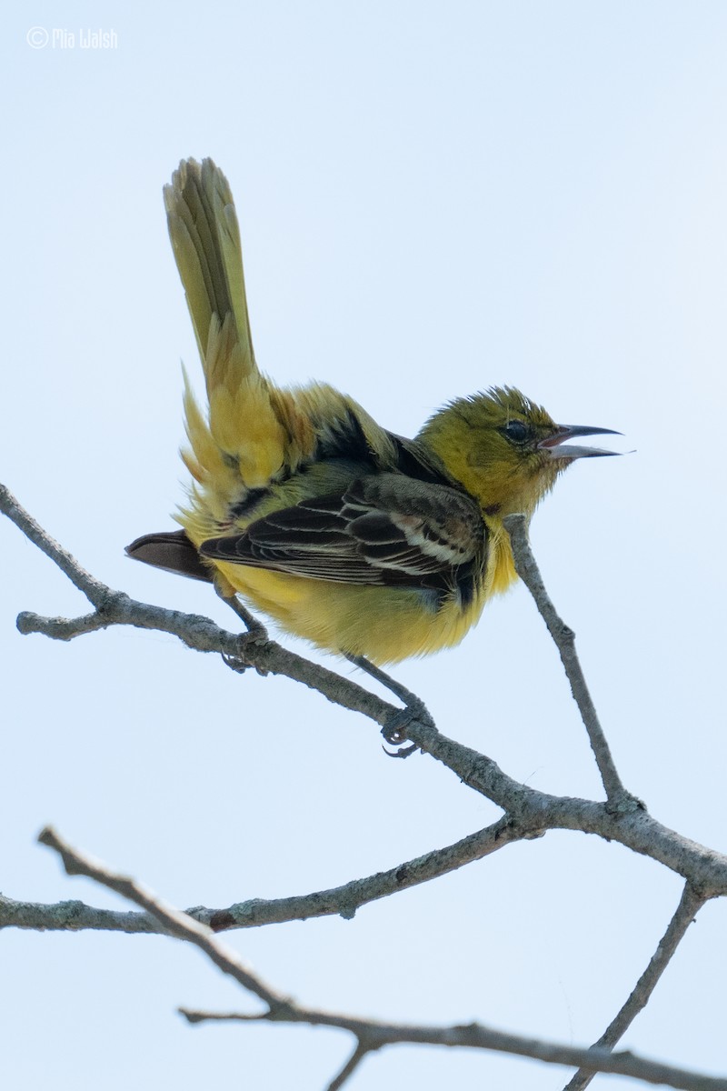 Orchard Oriole - ML619753235