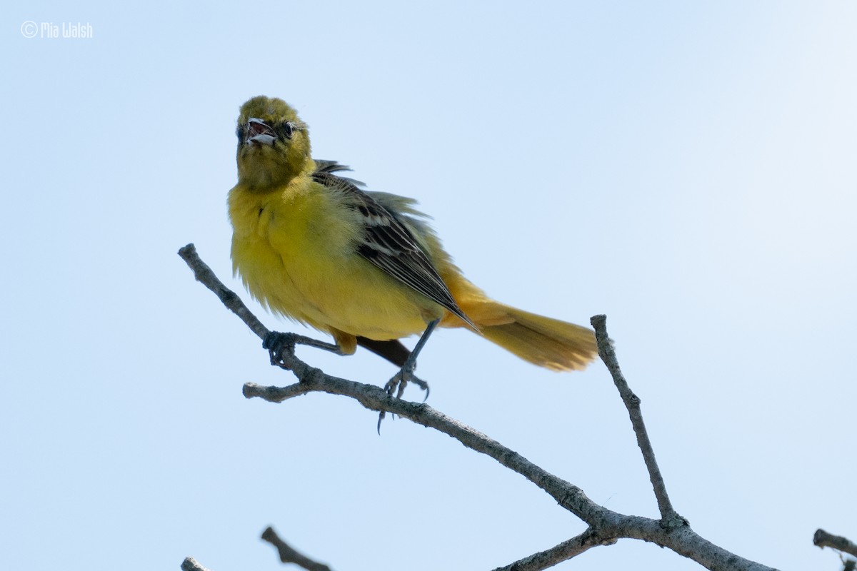 Orchard Oriole - ML619753237
