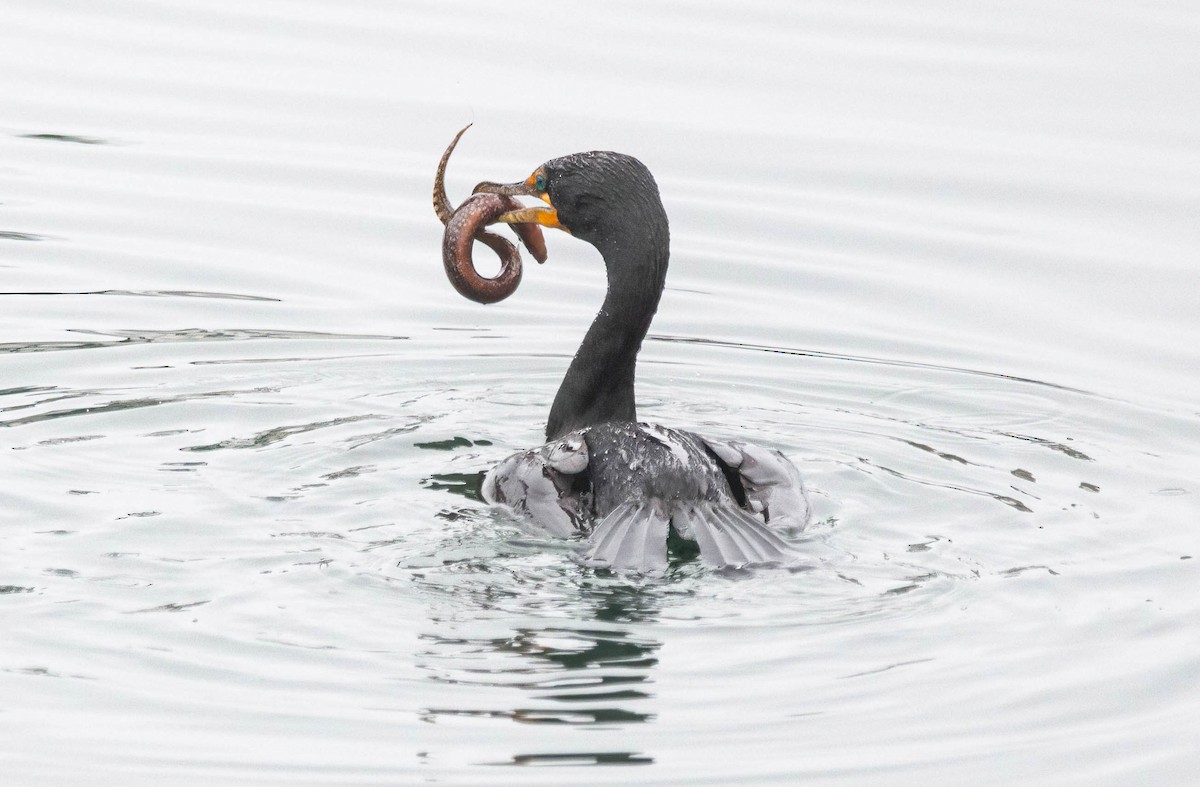 Double-crested Cormorant - ML619753251