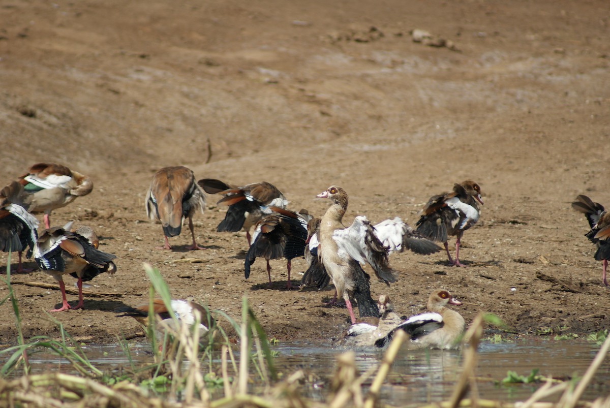 Egyptian Goose - ML619753263