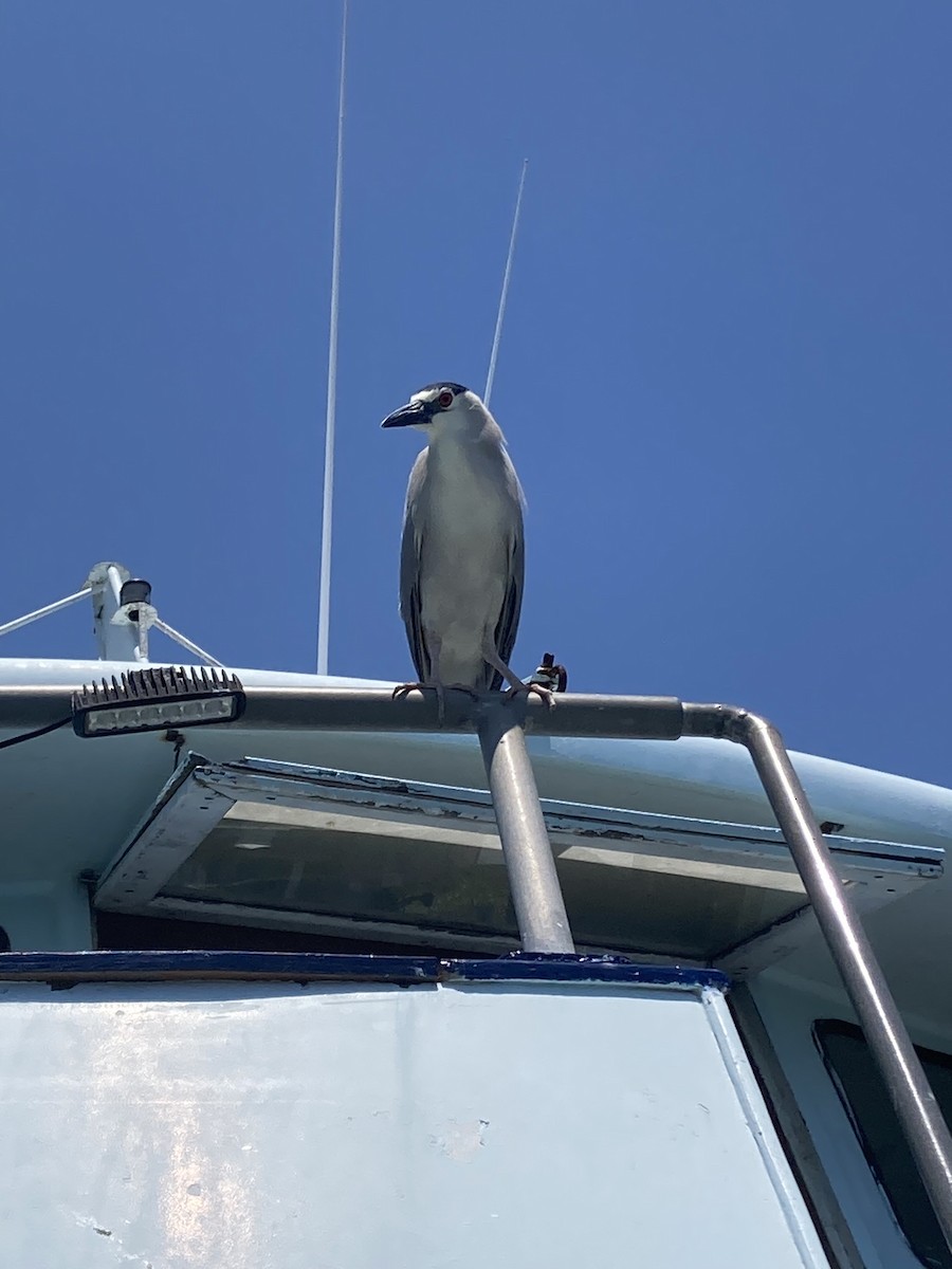 Black-crowned Night Heron - ML619753278