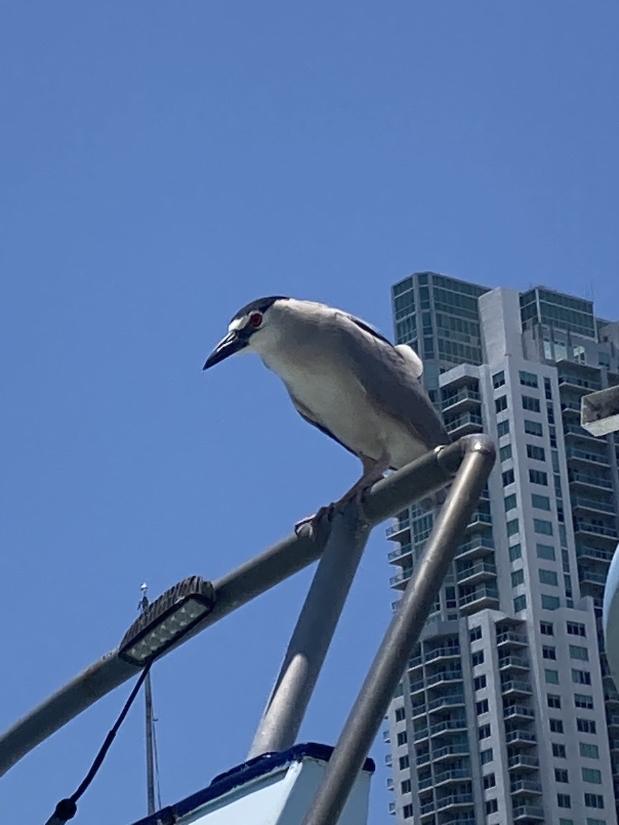 Black-crowned Night Heron - ML619753279