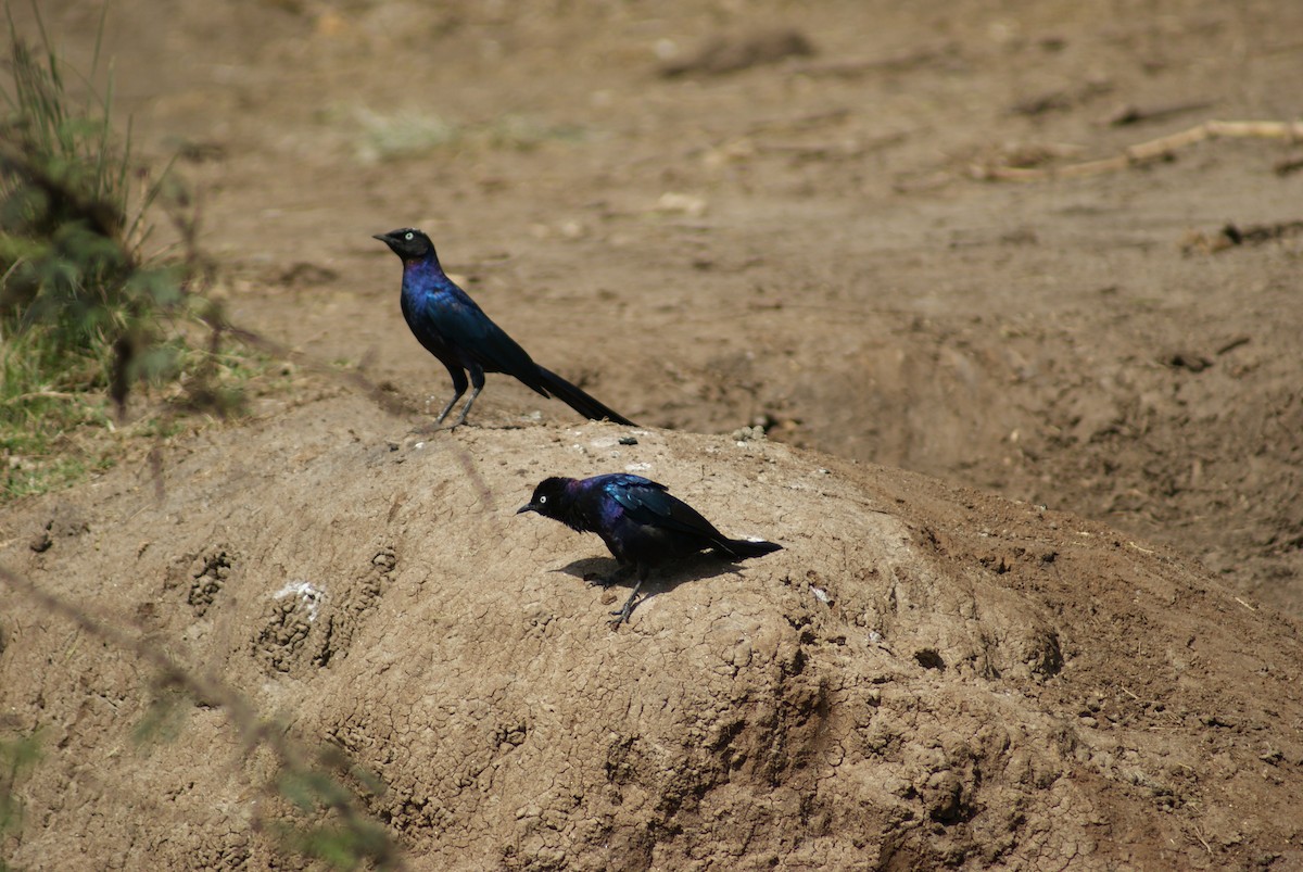 Rüppell's Starling - ML619753282