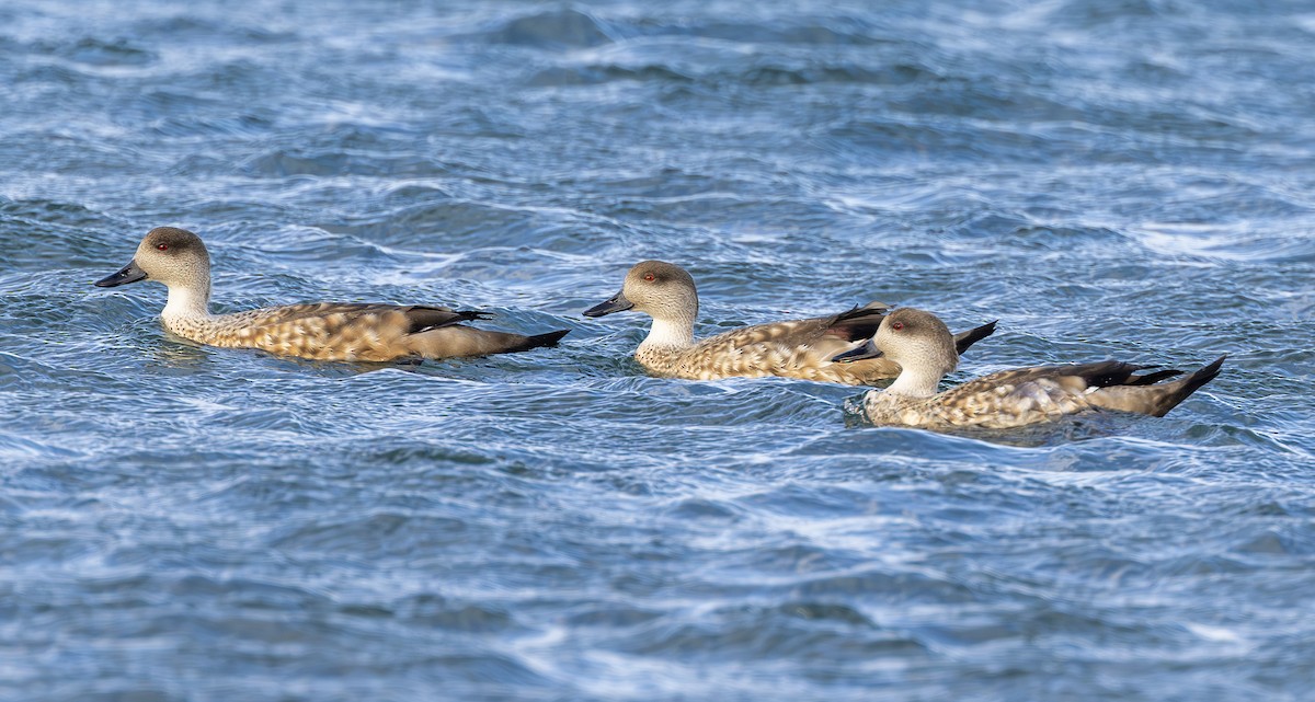 Crested Duck - ML619753283