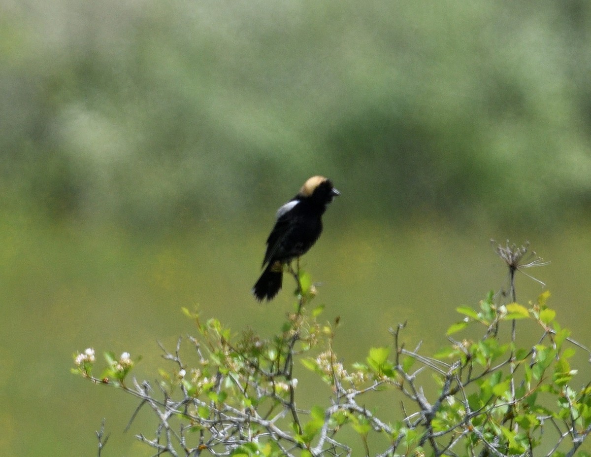 Bobolink - ML619753285