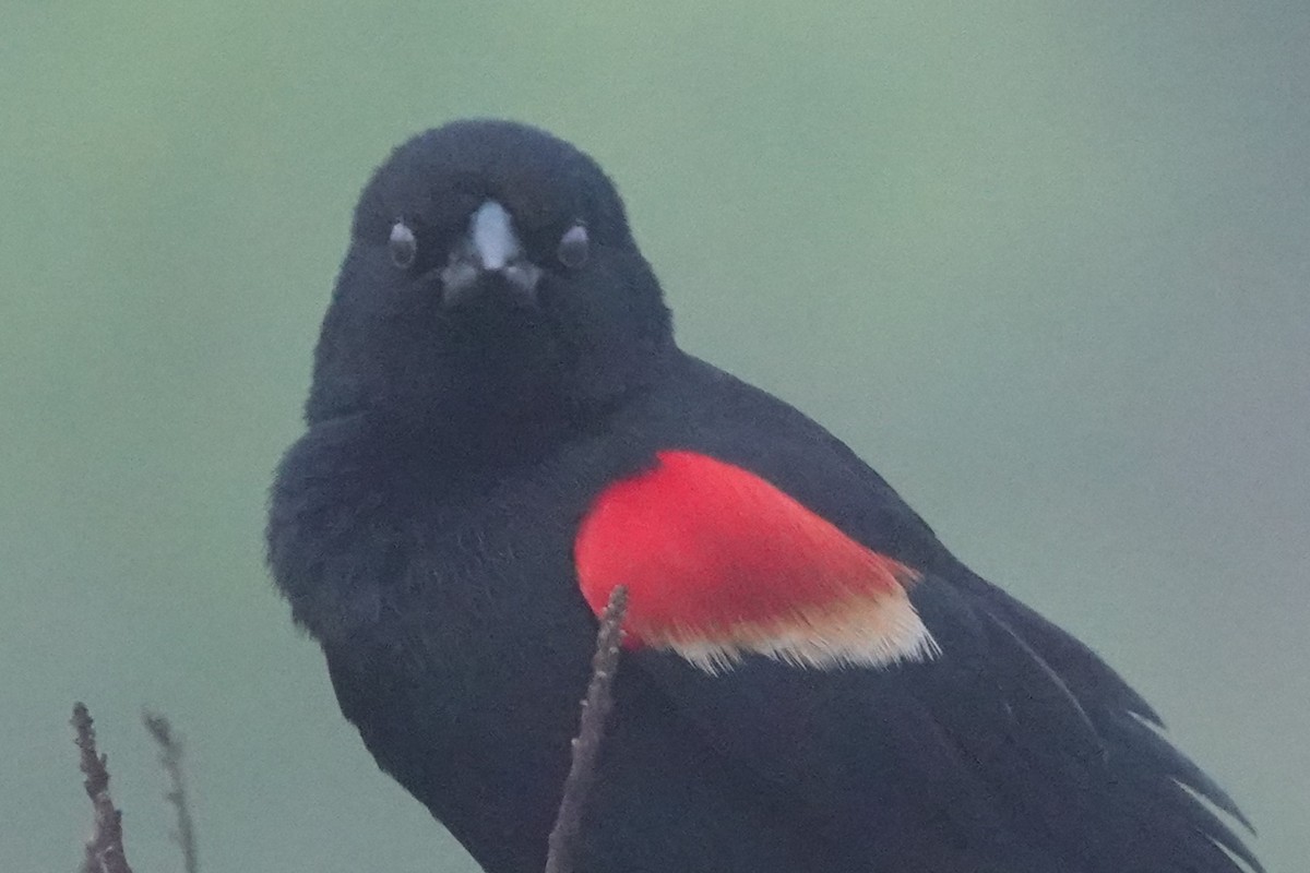 Red-winged Blackbird - ML619753286