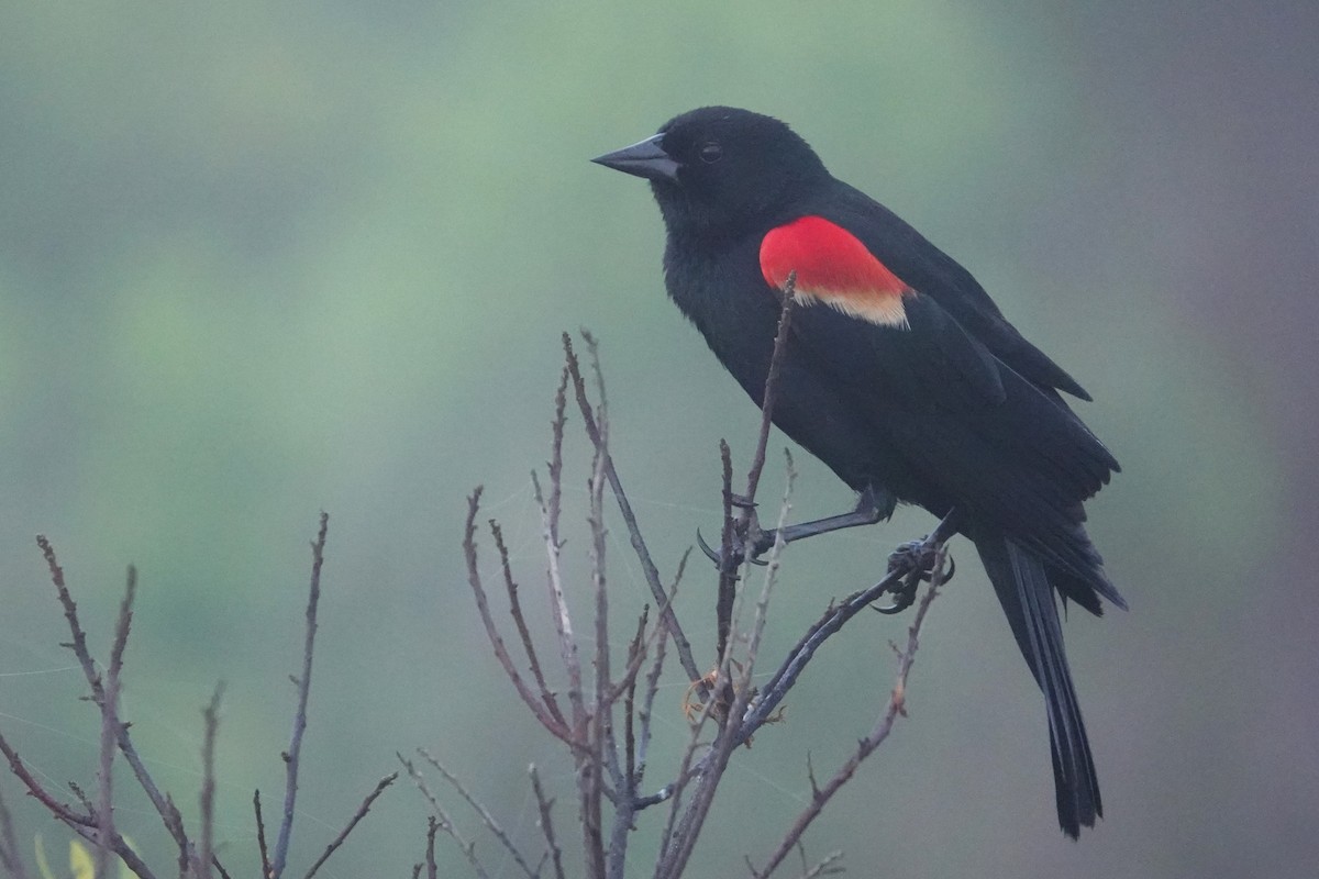 Red-winged Blackbird - ML619753287