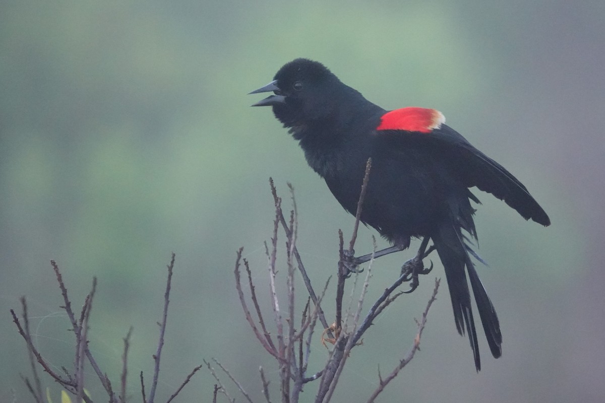 Red-winged Blackbird - ML619753288