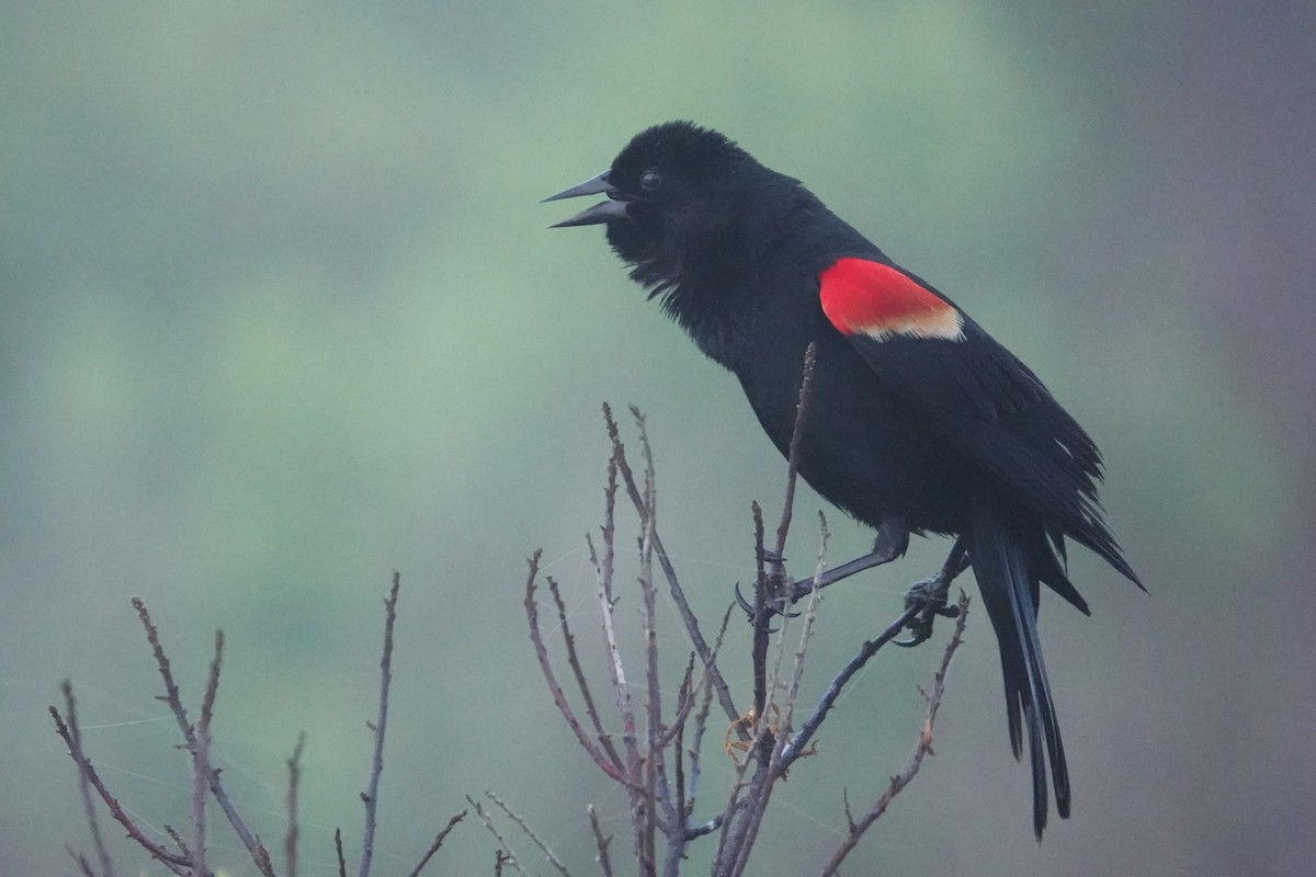 Red-winged Blackbird - ML619753289