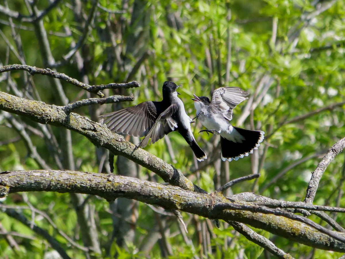 Eastern Kingbird - ML619753303