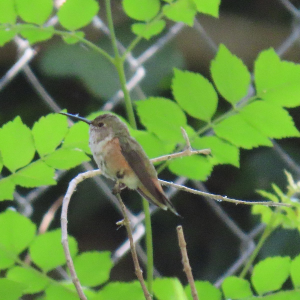 tanımsız Trochilidae sp. - ML619753308