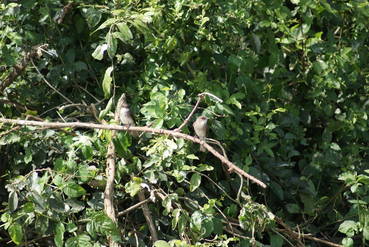 Swamp Flycatcher - ML619753322