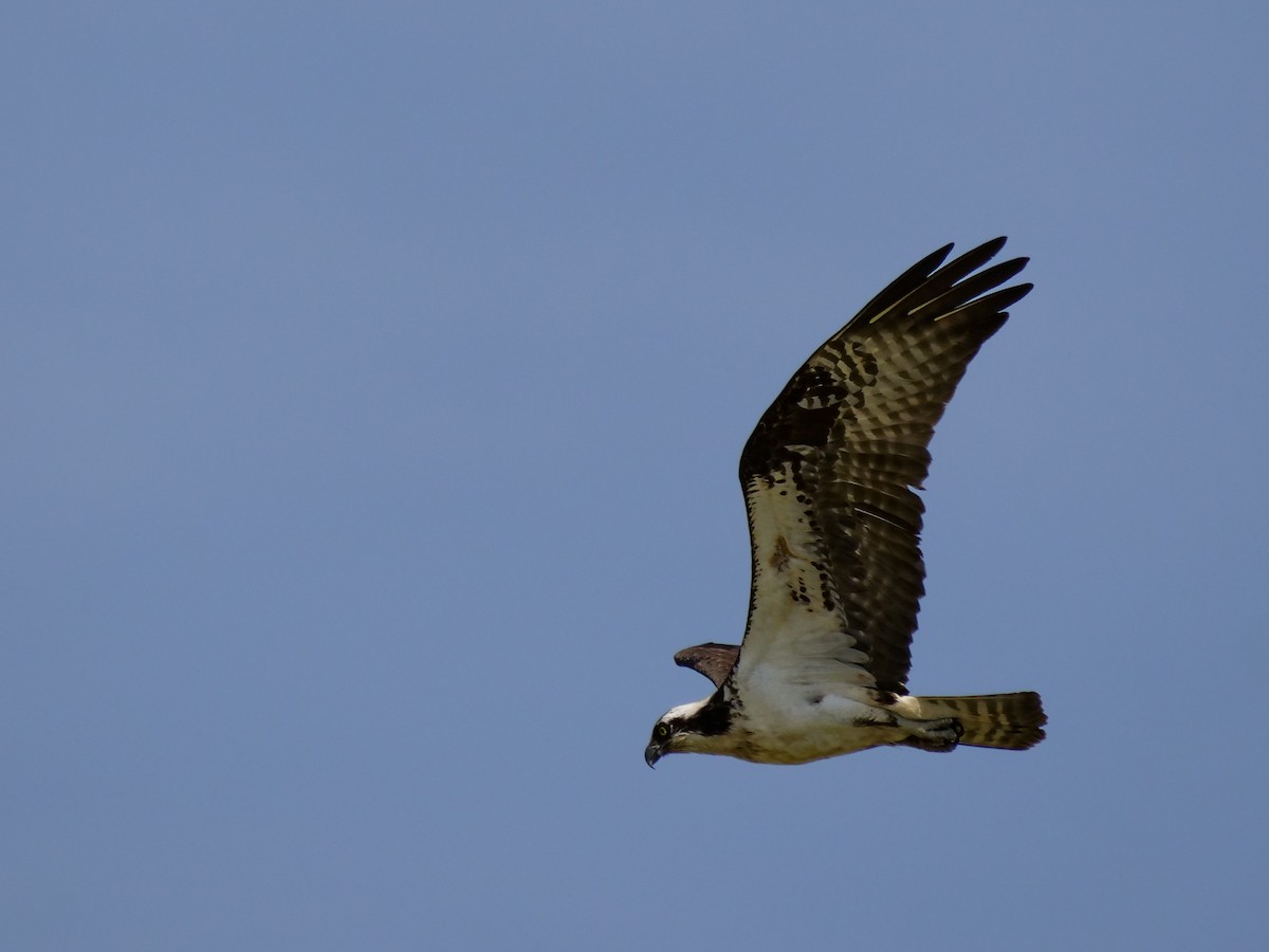 Balbuzard pêcheur - ML619753326