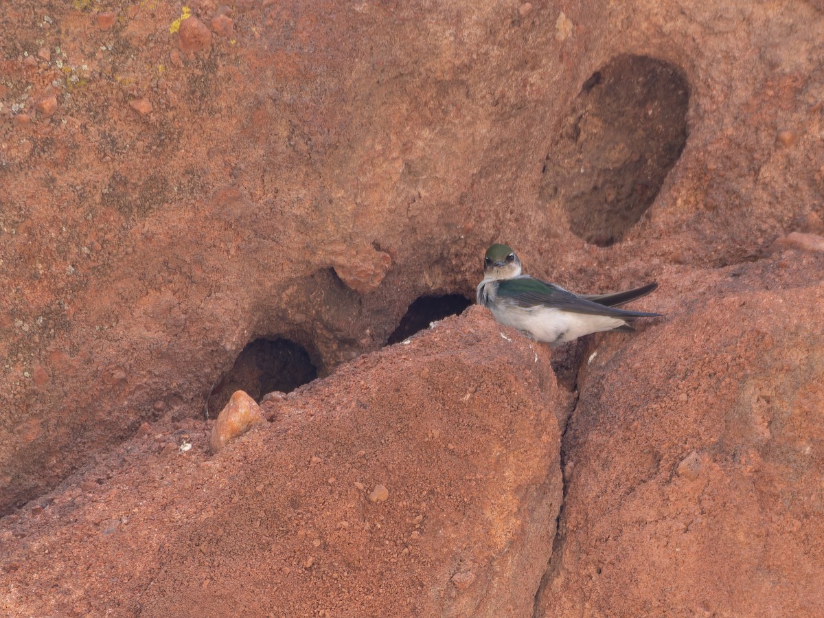 Violet-green Swallow - ML619753349