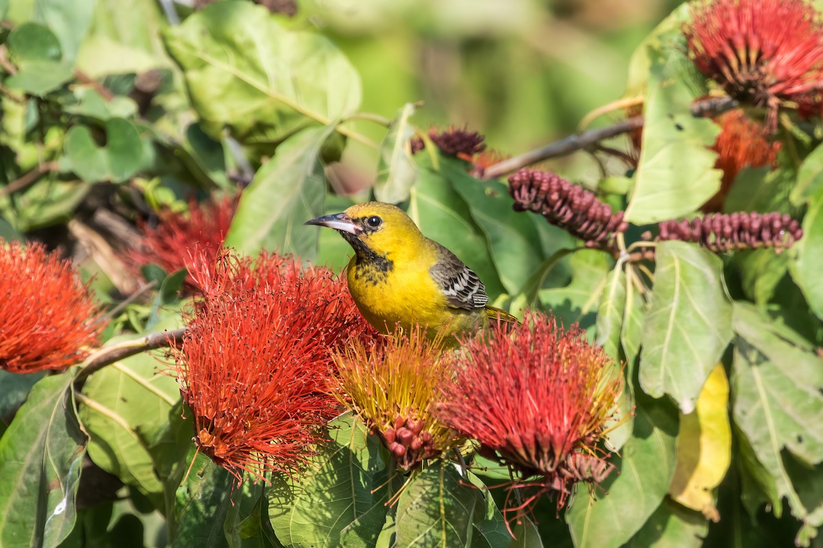 Oriole masqué - ML619753352