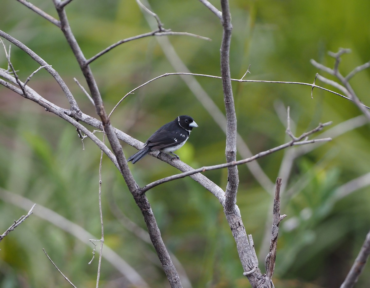 White-naped Seedeater - ML619753359